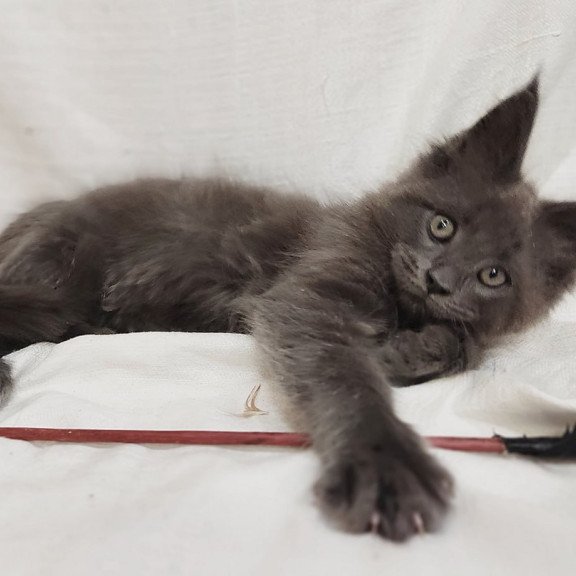 Maine Coon Dorian