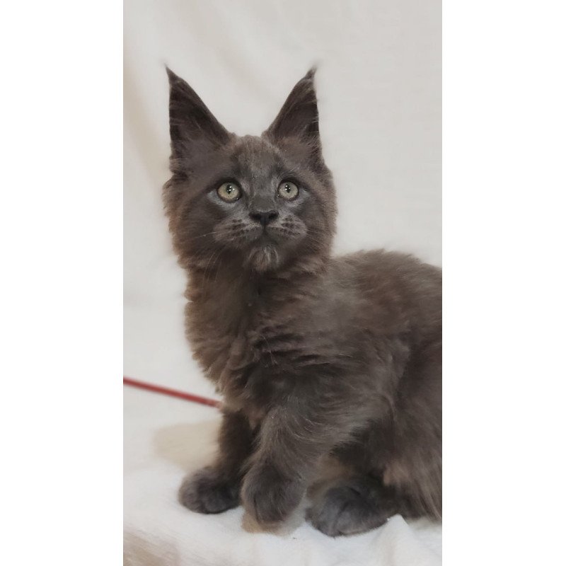 Maine Coon Dorian