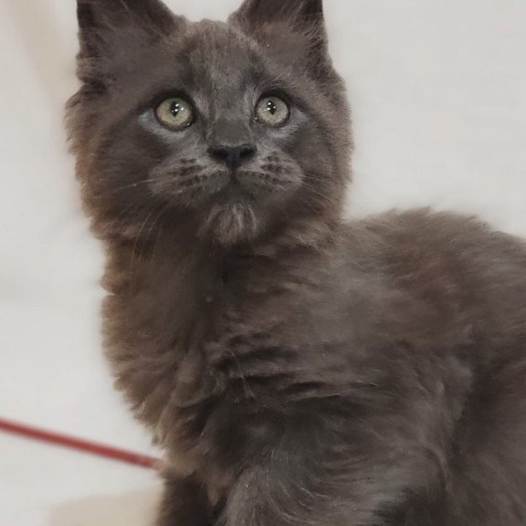 Maine Coon Dorian