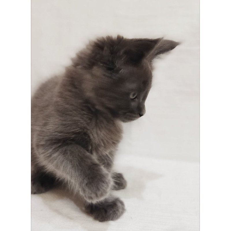 Maine Coon Dorian