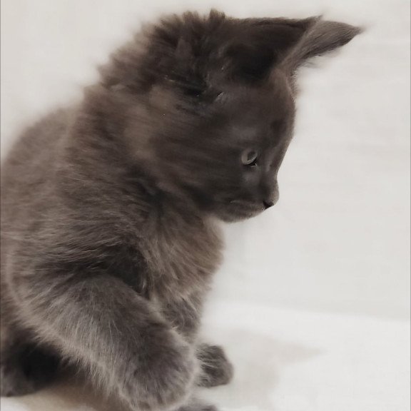 Maine Coon Dorian