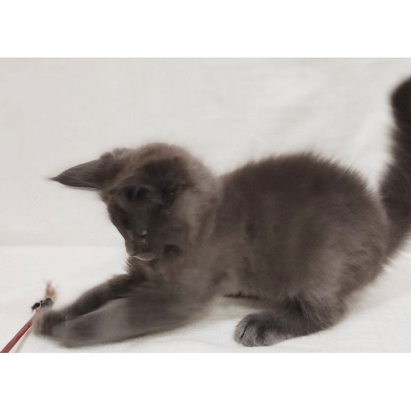 Maine Coon Dorian