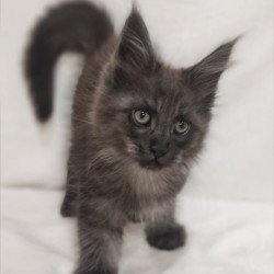 Maine Coon Dominik
