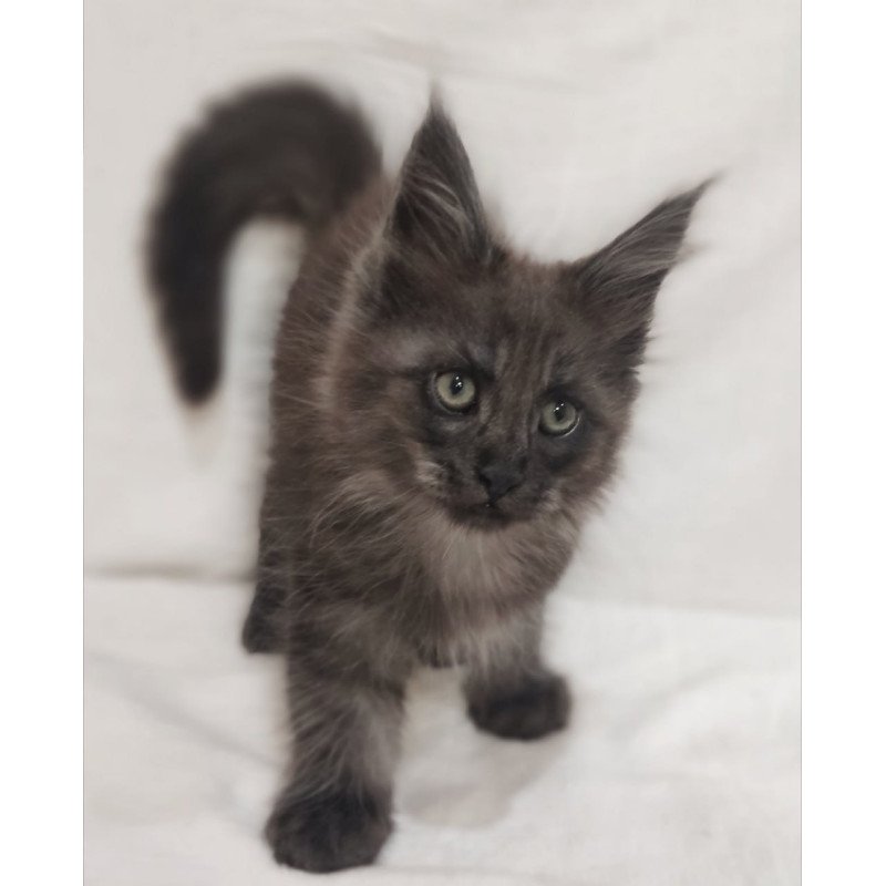Maine Coon Dominik