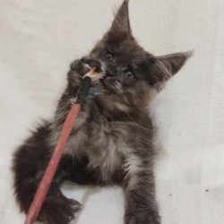 Maine Coon Dominik