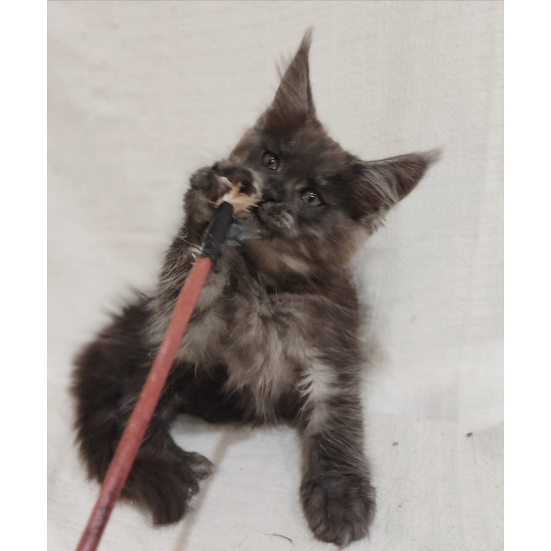 Maine Coon Dominik