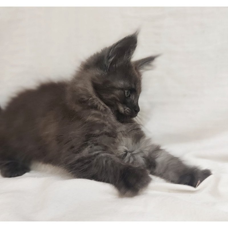 Maine Coon Dominik