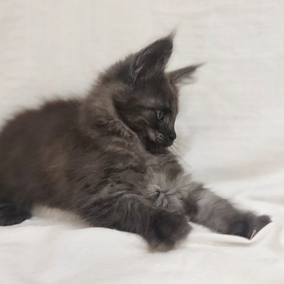 Maine Coon Dominik
