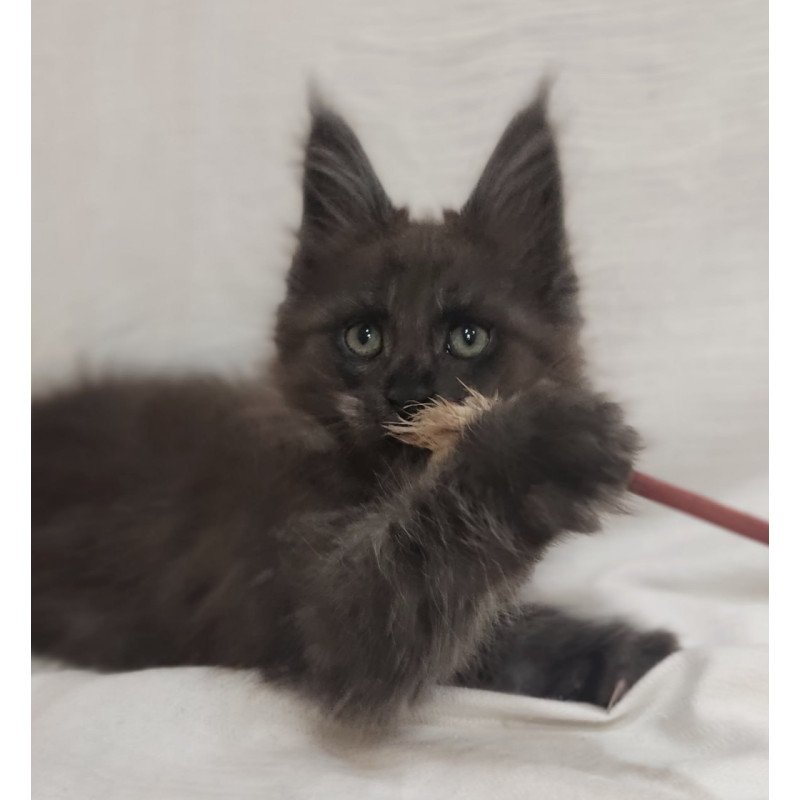 Maine Coon Dominik