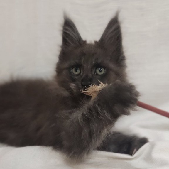 Maine Coon Dominik