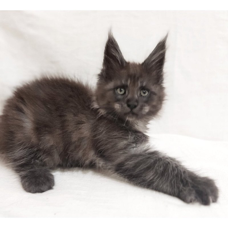 Maine Coon Dominik