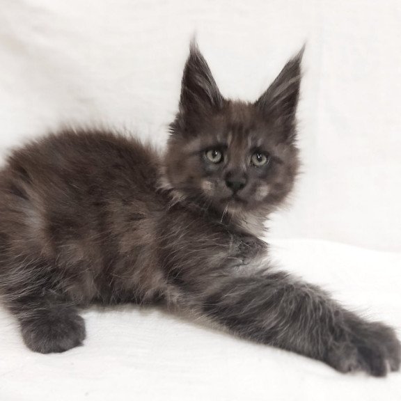 Maine Coon Dominik