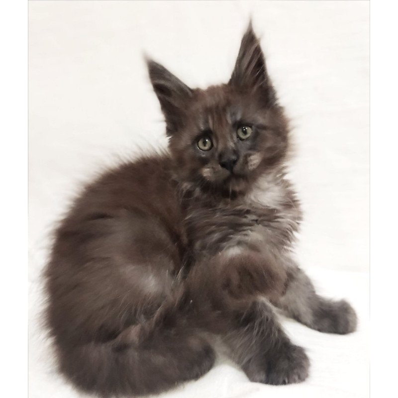 Maine Coon Dominik
