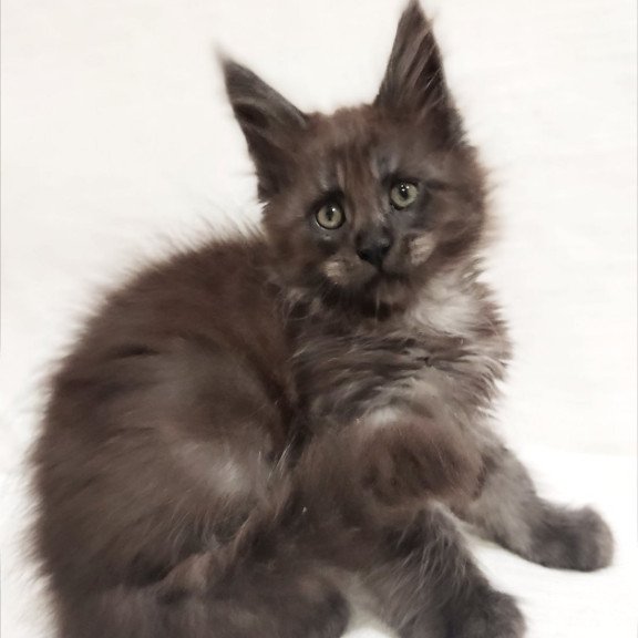 Maine Coon Dominik
