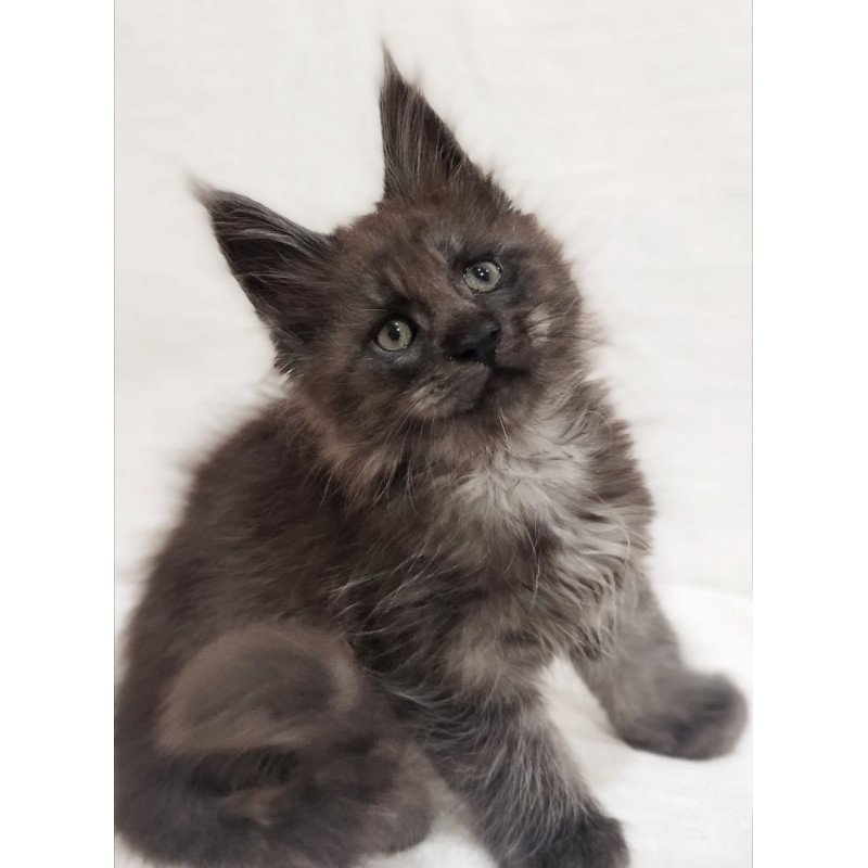 Maine Coon Dominik