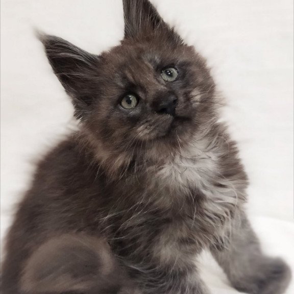Maine Coon Dominik