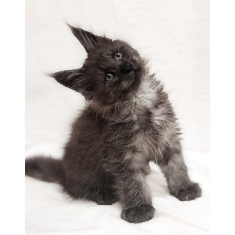 Maine Coon Dominik