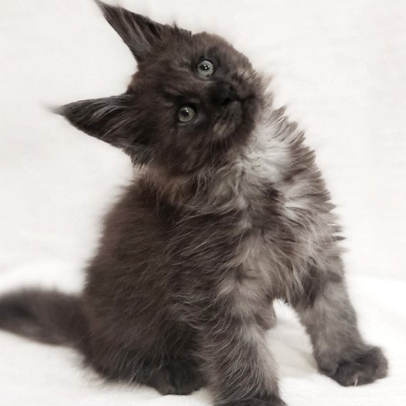 Maine Coon Dominik