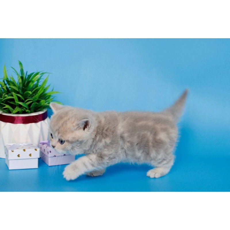 British A Sapfir