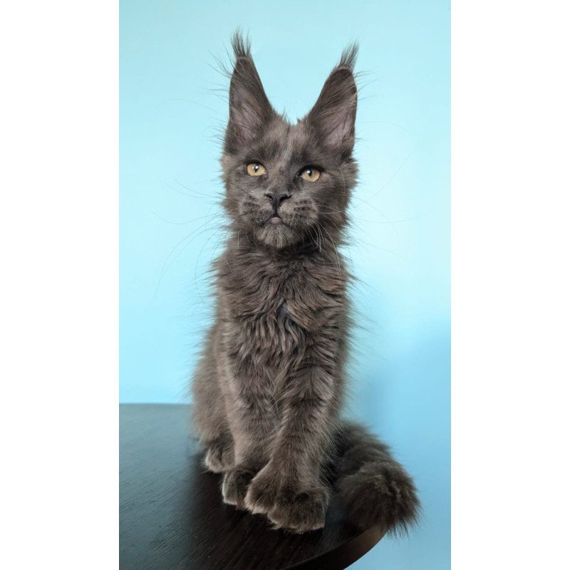 Maine Coon EZ Baron Polydactyl