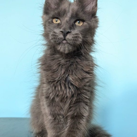 Maine Coon EZ Baron Polydactyl