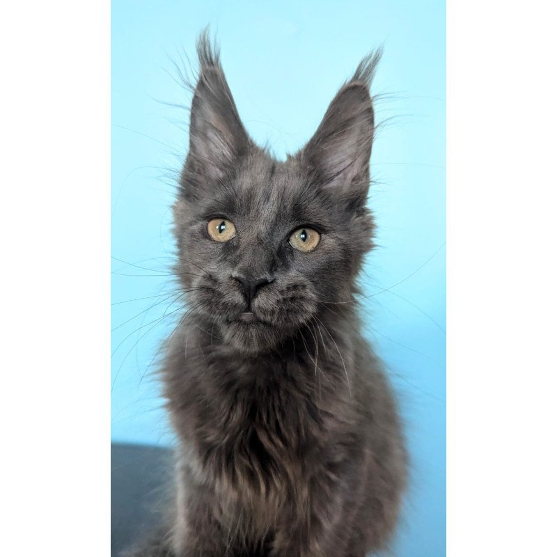 Maine Coon EZ Baron Polydactyl