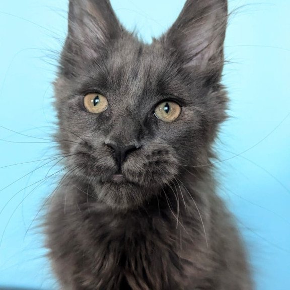 Maine Coon EZ Baron Polydactyl
