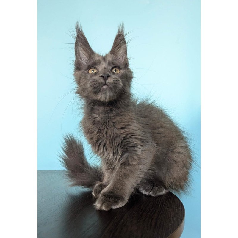Maine Coon EZ Baron Polydactyl