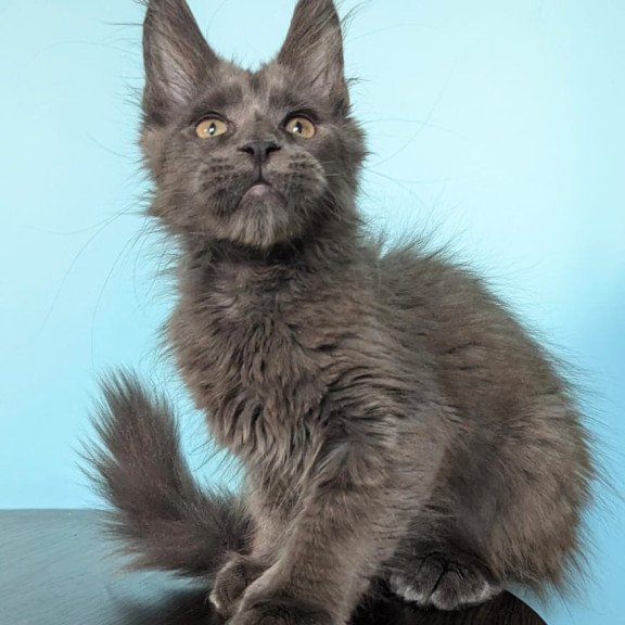 Maine Coon EZ Baron Polydactyl