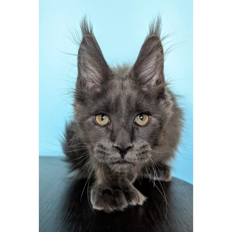 Maine Coon EZ Baron Polydactyl