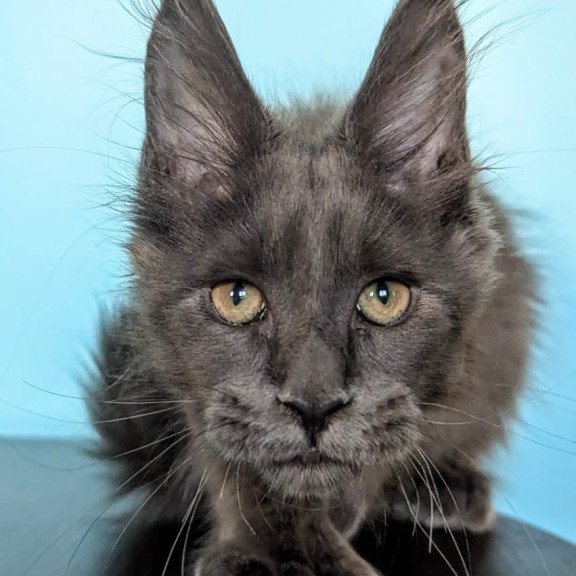 Maine Coon EZ Baron Polydactyl