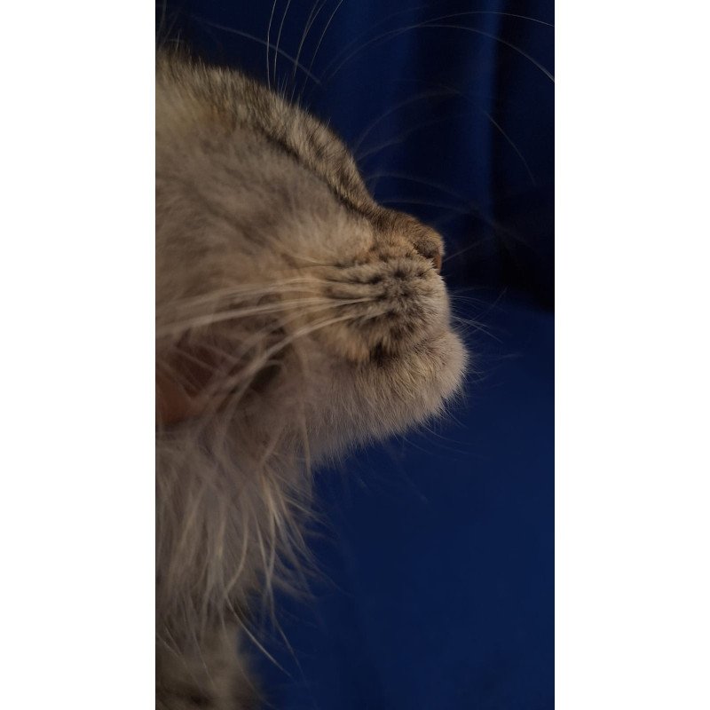Maine Coon EZ Linda