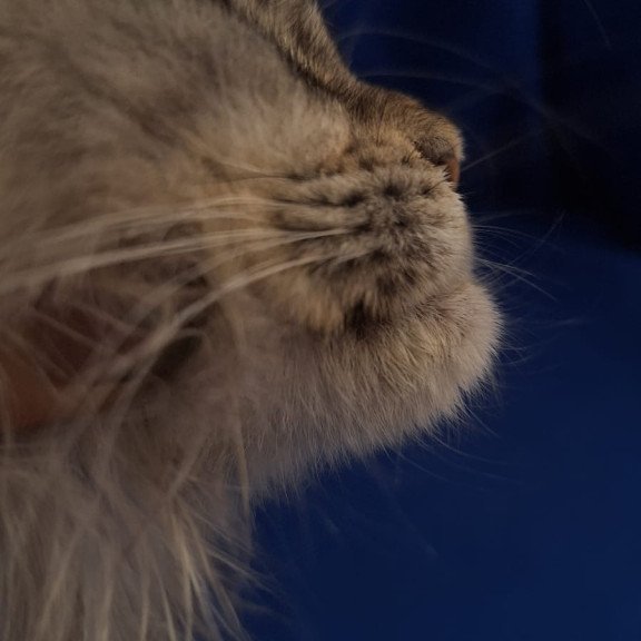 Maine Coon EZ Linda
