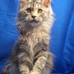 Maine Coon EZ Linda