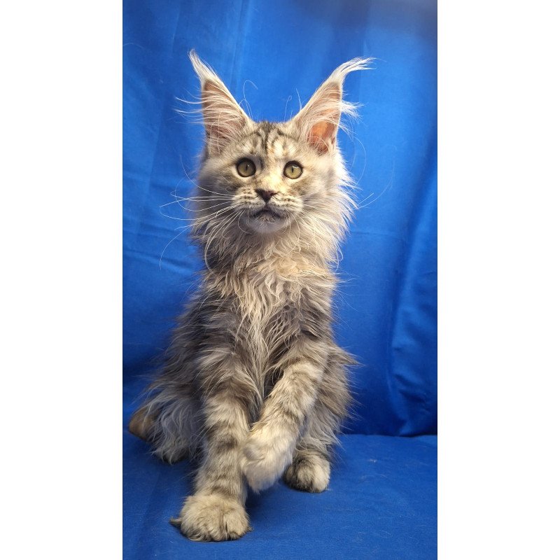 Maine Coon EZ Linda