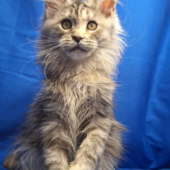 Maine Coon EZ Linda