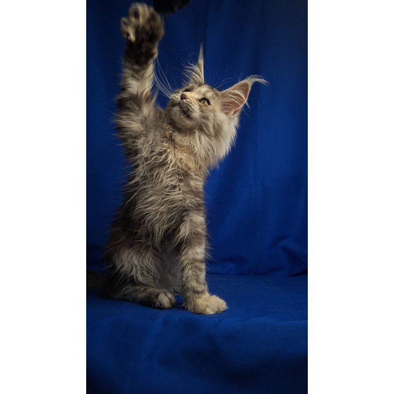 Maine Coon EZ Linda