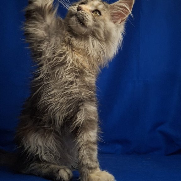 Maine Coon EZ Linda