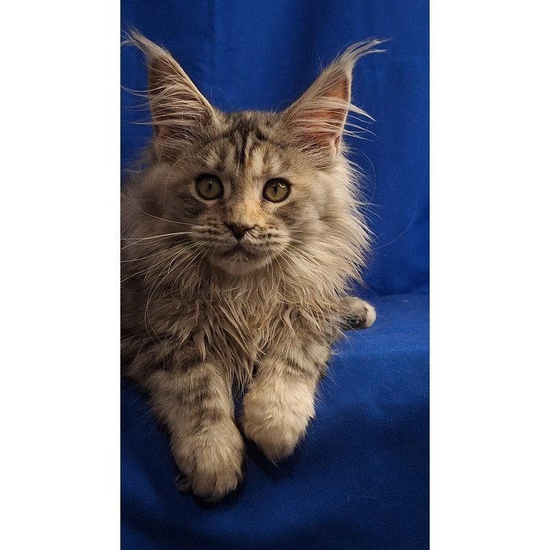 Maine Coon EZ Linda