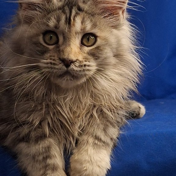 Maine Coon EZ Linda