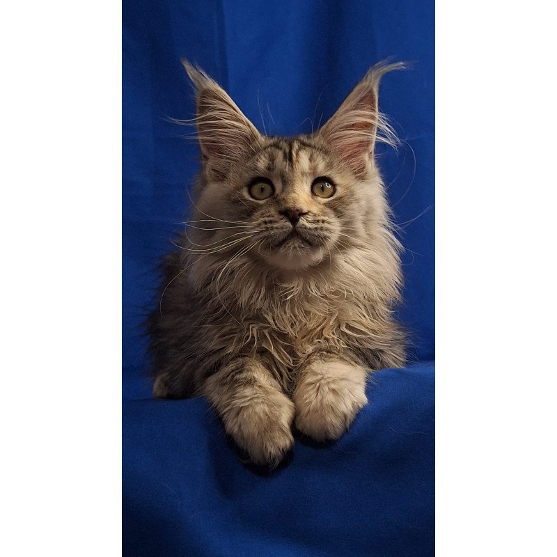 Maine Coon EZ Linda