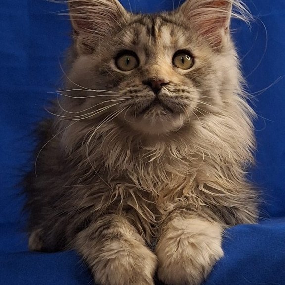 Maine Coon EZ Linda