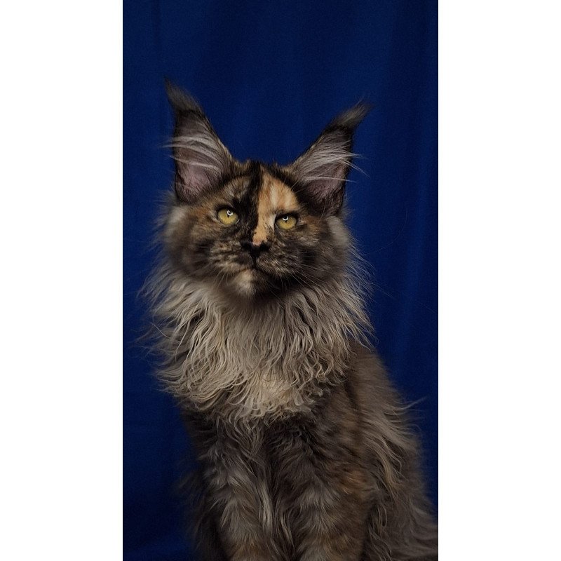Maine Coon EZ Intel'Legend