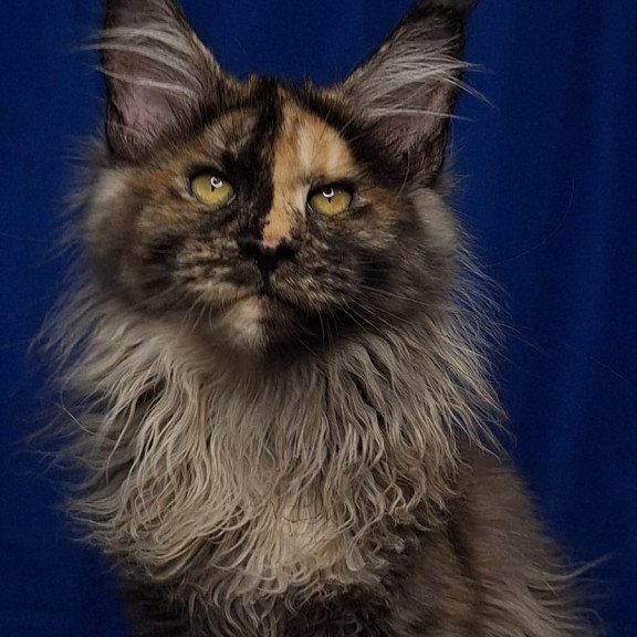Maine Coon EZ Intel'Legend