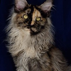 Maine Coon EZ Intel'Legend