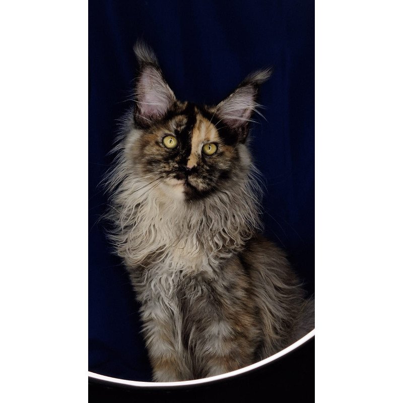 Maine Coon EZ Intel'Legend