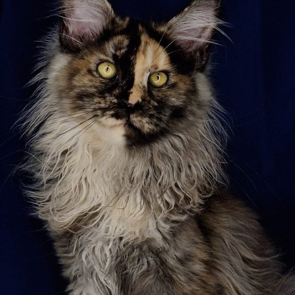 Maine Coon EZ Intel'Legend
