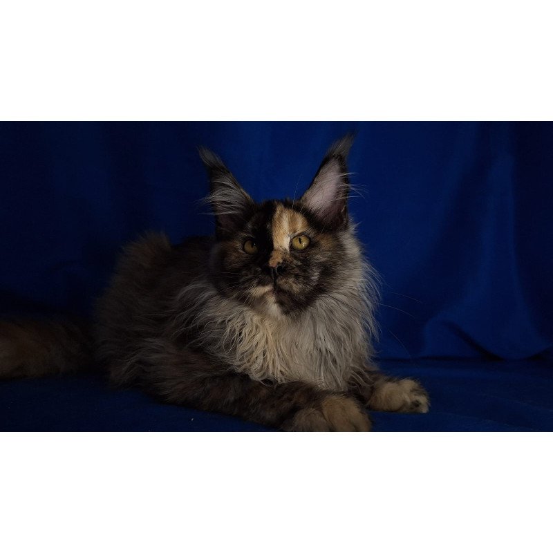 Maine Coon EZ Intel'Legend
