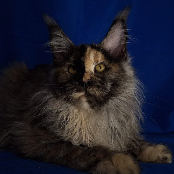 Maine Coon EZ Intel'Legend
