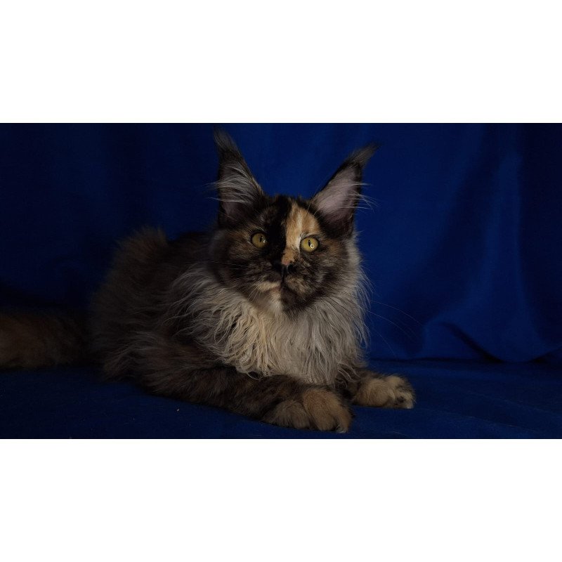 Maine Coon EZ Intel'Legend
